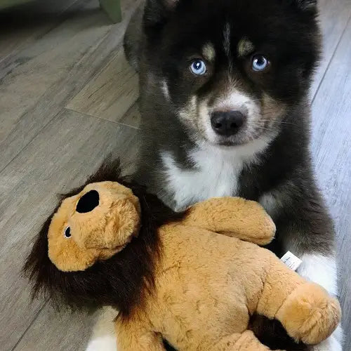 Rory the Lion Plush