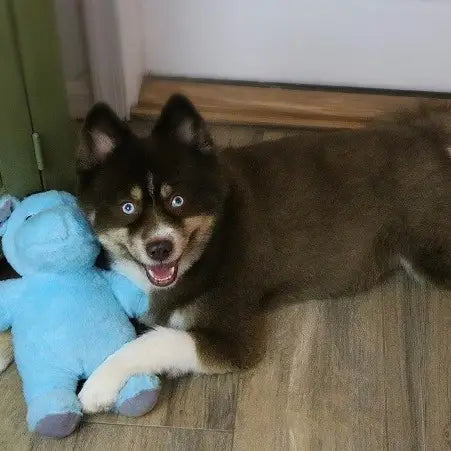 Herbie the Hippo Plush