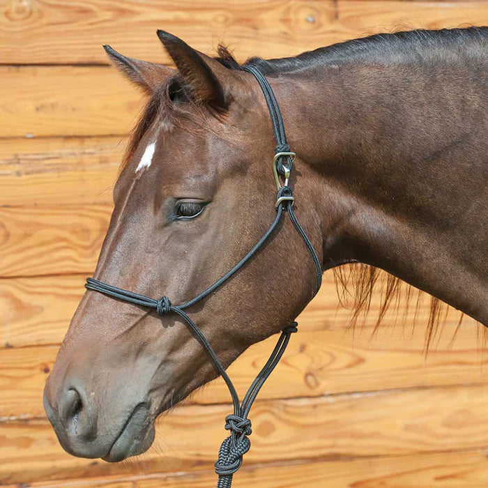 Adjustible Quick Change Halter with Lead