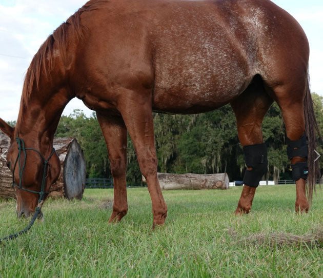 Rejuvenate Smart Hock Boots